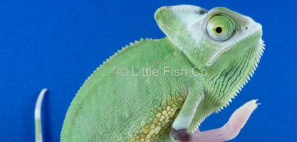 high white translucent veiled chameleon for sale
