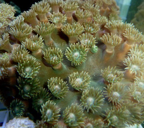 Index of /Little_Fish_Company/PHOTO_GALLERY/Pages/Corals_files/Media