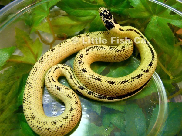 high yellow king snake