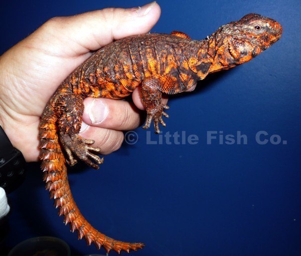 Index of /Little_Fish_Company/PHOTO_GALLERY/Pages/Reptiles_&_Amphibians ...